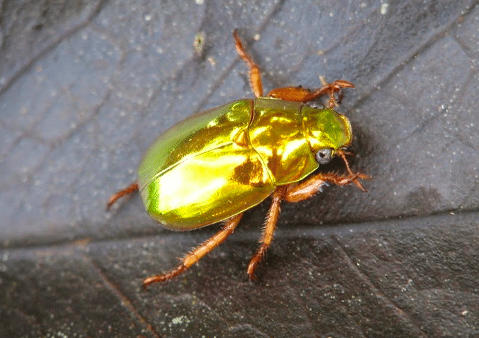 El escarabajo de oro